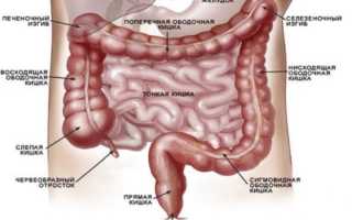 Толстый кишечник: расположение, строение и функции