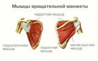 Какие мышцы производят движения в плечевом суставе