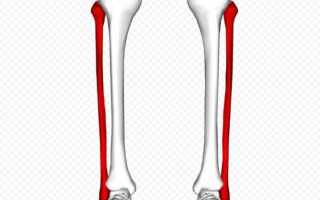 Где находится у человека берцовая кость