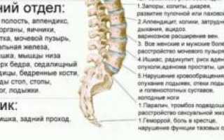 Какой позвонок отвечает за какой орган: таблица и схема