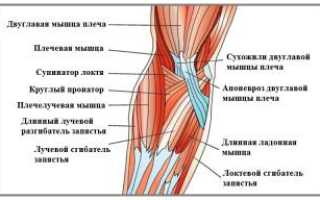 Из чего состоит локтевой сустав — слабые места и особенности