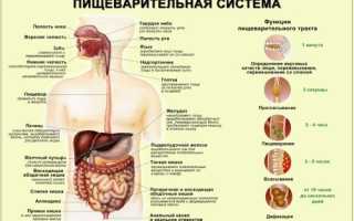 О пищеварительных ферментах, их видах и функциях