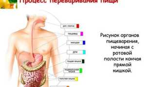 Какой орган является главным в пищеварении человека?