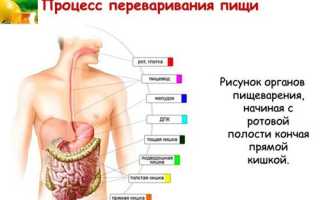 Какой орган является главным в пищеварении человека?