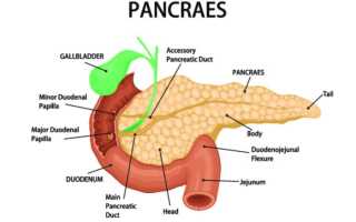 Поджелудочная железа: строение и функции, роль в пищеварении
