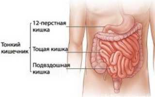 Заболевания тонкого кишечника: симптомы и признаки болезни, лечение