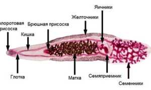 Китайский сосальщик: строение, симптомы и лечение