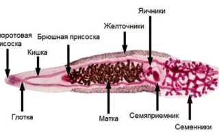 Китайский сосальщик: строение, симптомы и лечение