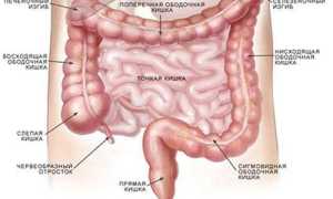 Подробно о кишечнике: строение, отделы и функции органа