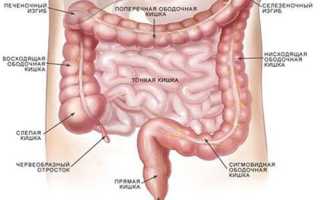 Подробно о кишечнике: строение, отделы и функции органа