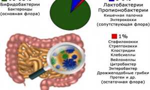 Представители нормальной (полезной) микрофлоры кишечника: нормы содержания