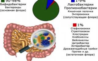 Представители нормальной (полезной) микрофлоры кишечника: нормы содержания