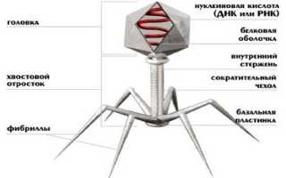 Препараты бактериофагов: их использование, преимущества и недостатки