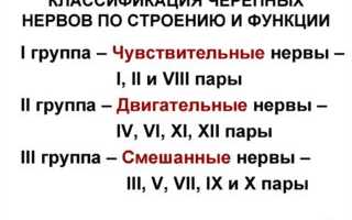 Анатомия 12 пар черепно-мозговых нервов