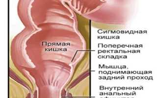 Прямая кишка: отделы, строение, функции и диагностика органа