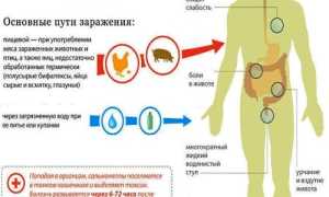 Подробно о сальмонеллезе: возбудитель, пути передачи, признаки и лечение