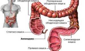 Расположение и функции аппендикса