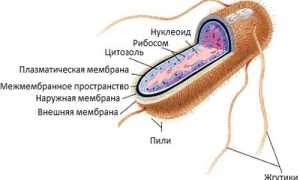 Кишечная палочка: о бактерии, ее виды, патогенные и непатогенные штаммы