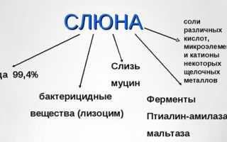 Что входит в состав слюны человека и каковы ее функции?