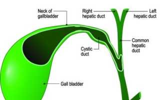 Строение и функции жёлчного пузыря в организме человека