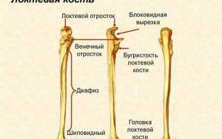 Что такое предплечье у человека