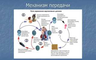 Гименолепидоз: особенности инфекции, опасность