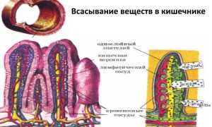 Функция всасывания веществ в кишечнике