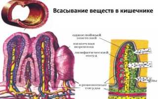 Функция всасывания веществ в кишечнике