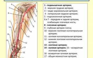 Где находится трехглавая мышца плеча — что собой представляет