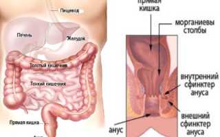 Как происходит дефекация у человека?