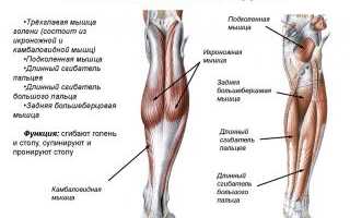 Расположение и функции мышц голени