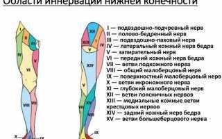 Функции и заболевания большеберцового и малоберцового нервов