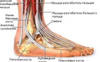 Что такое лодыжка ноги и где она находится