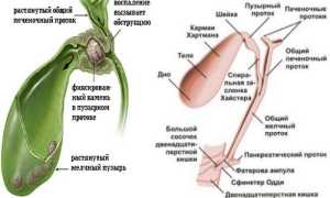 Список желчегонных препаратов при застое желчи