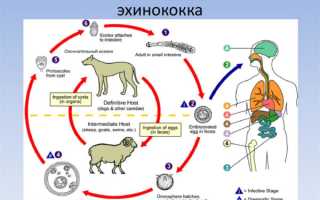 Эхинококк: строение, цикл развития и локализация