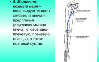 Описание клювовидно-плечевой мышцы — какую играет роль