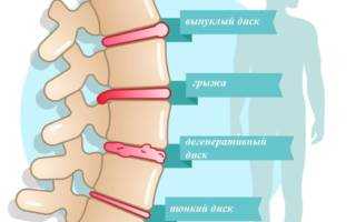 Где находятся грудные позвонки человека