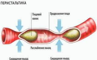 Перистальтика: понятие, норма и патология