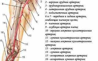 Как можно остановить кровотечение из плечевой артерии