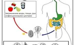 Как сдавать анализ кала на лямблий?