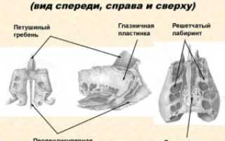 Нормальная анатомия решетчатой кости