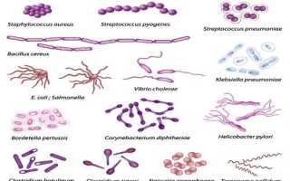 Условно-патогенная микрофлора: что это, основные представители и их нормы