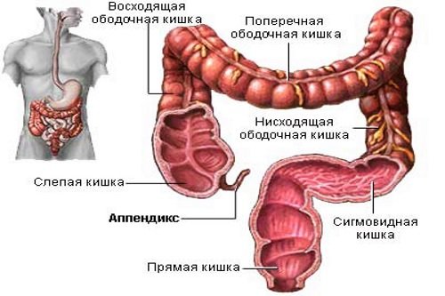 Appendiks-raspolozhenie