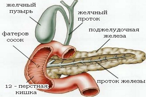 Dvenadcatiperstnaja-kishka