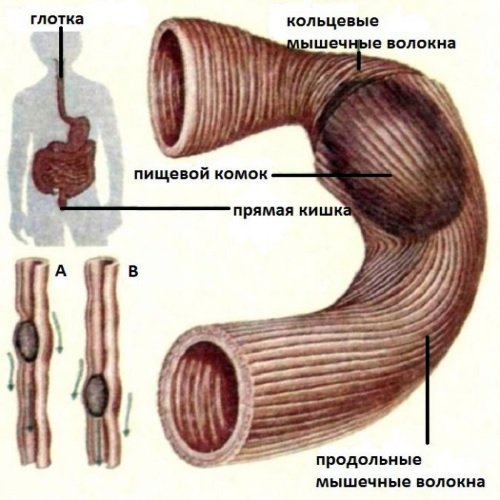 Dvizhenie-pishhevogo-komka