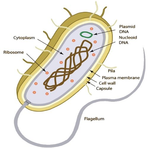 Escherichia-coli