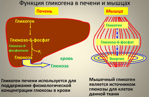 Метаболизм гликогена