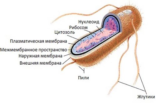 Kishechnaja-palochka