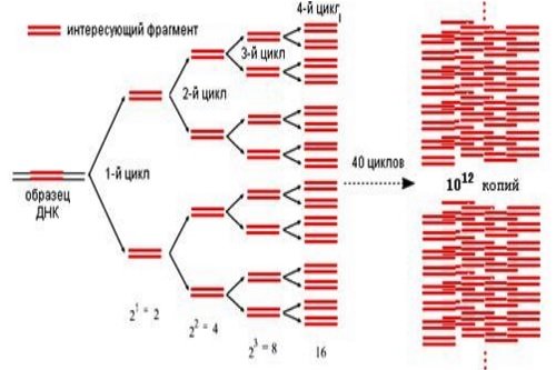 Metod-PCR