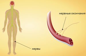 Нервные окончания